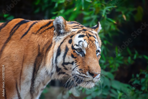 Tiger - Panthera tigris - close up portrait.