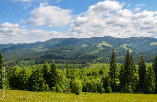 Green peaks of Carpathian Mountains in Ukraine. Spruces in evergreen coniferous forest. Lush  green meadows color the mountains with boulders and trees