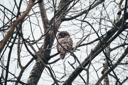 Ural Owl portrait in wild.