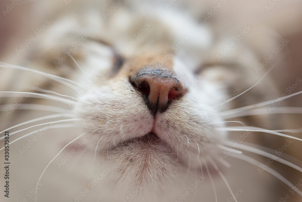 Close-up of a cute little sleeping kitten.