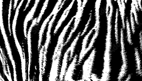Print background texture tiger stripe black white