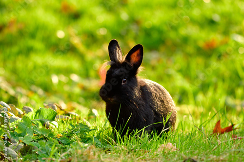 sweet little lion-headed rabbit in the meadow - spring time