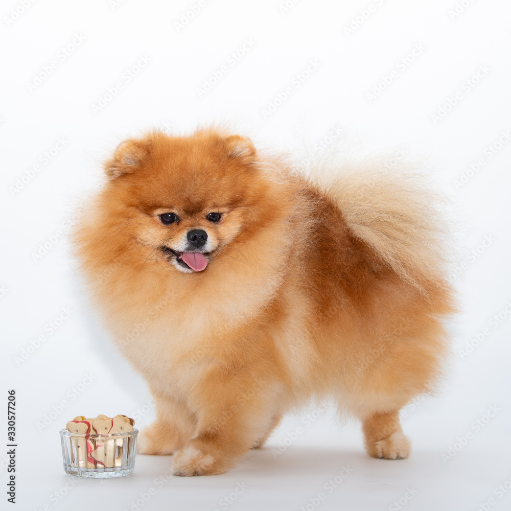 pomeranian spitz in front of white background