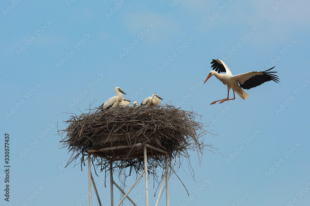 Fototapeta premium Fliegende Störche mit Jungtieren im Nest Weißstorch