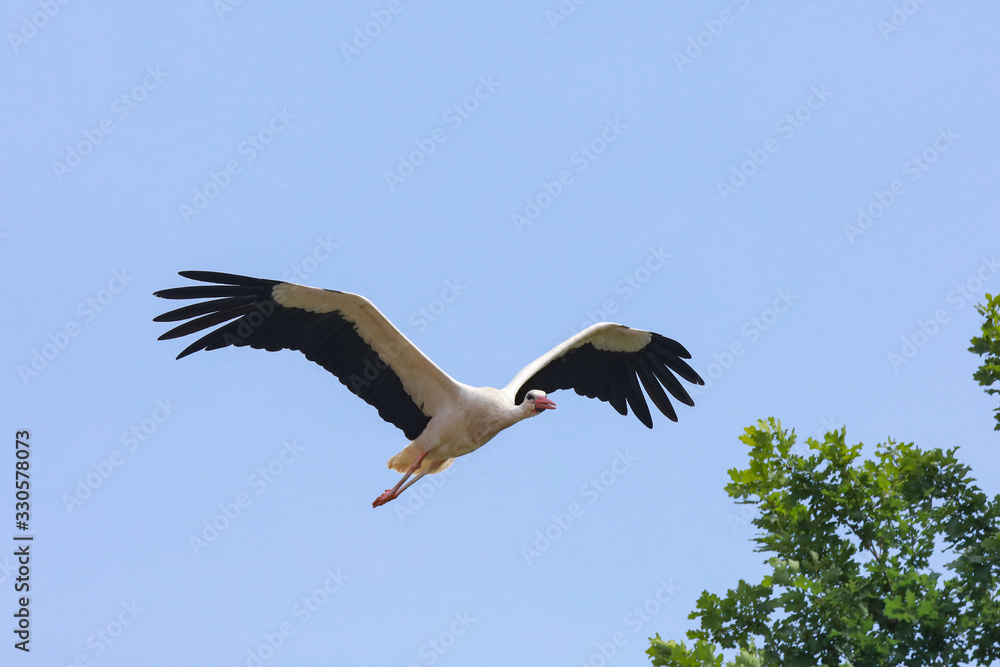 Fliegende Störche mit Jungtieren im Nest Weißstorch Fliegende Störche mit Jungtieren im Nest Weißstorch