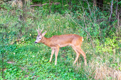 Young deer in summer forest