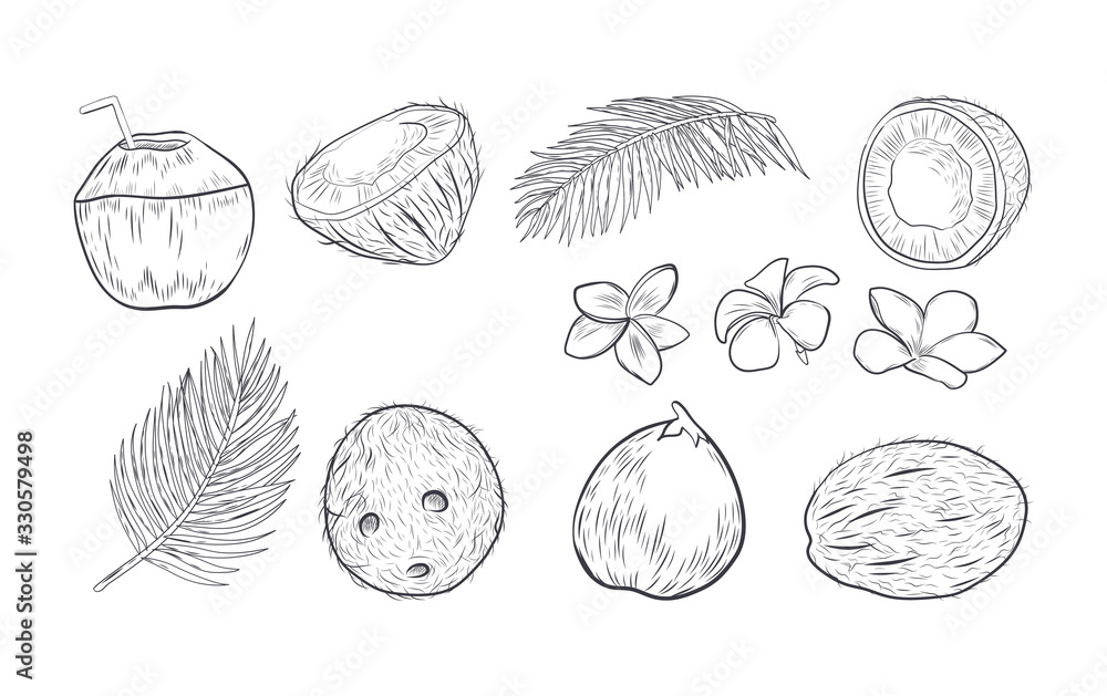 Young and old coconut isolated on white background. Tropical elements hand drawn collection. Young and old coconut isolated on white background. Tropical elements hand drawn collection.