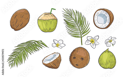 Green and brown coconut isolated on white background. Tropical elements collection.