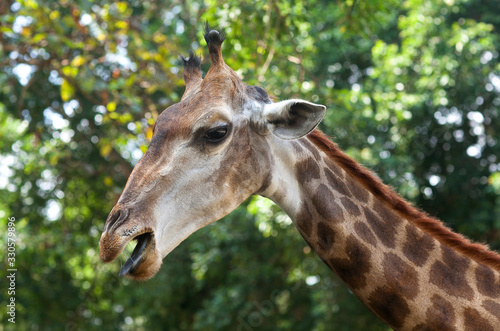 Giraffe  Giraffa camelopardalis  portrait close up on green leaves background
