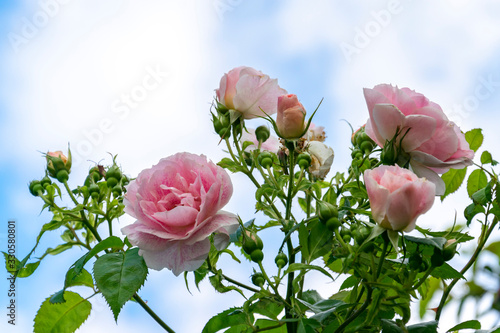 Pink roses in a summer garden against a bright blue sky. Floral spring and summer background with roses, free space for text. #330580801