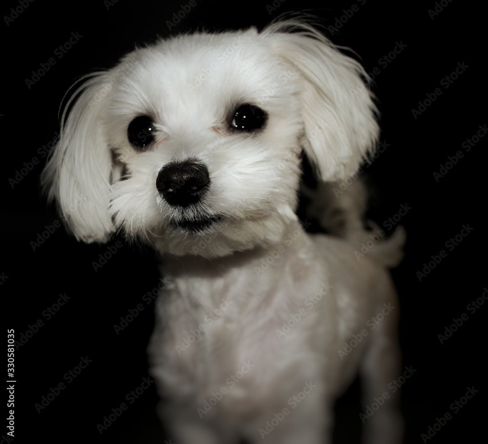 my dog my dog