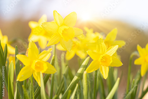 Easter daffodils in the sun