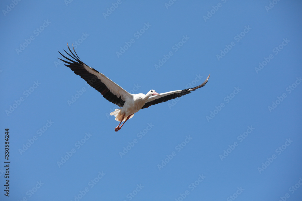 Fliegende Störche mit Jungtieren im Nest Weißstorch Fliegende Störche mit Jungtieren im Nest Weißstorch