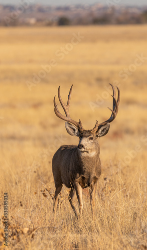 Mule Deer Buck in Colorado During the Rut in Autumn