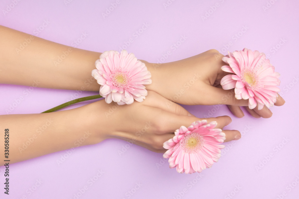 Closeup womans hands with a bright pink gerbera flowers on a purple backround. Women health concept. Concept of an advertisment of cosmetic product or skin care. Closeup womans hands with a bright pink gerbera flowers on a purple backround. Women health concept. Concept of an advertisment of cosmetic product or skin care.