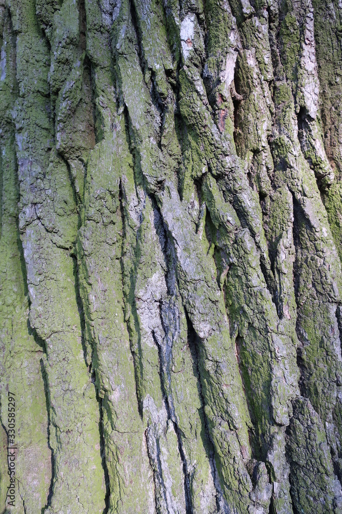 thick bark from a large oak tree thick bark from a large oak tree