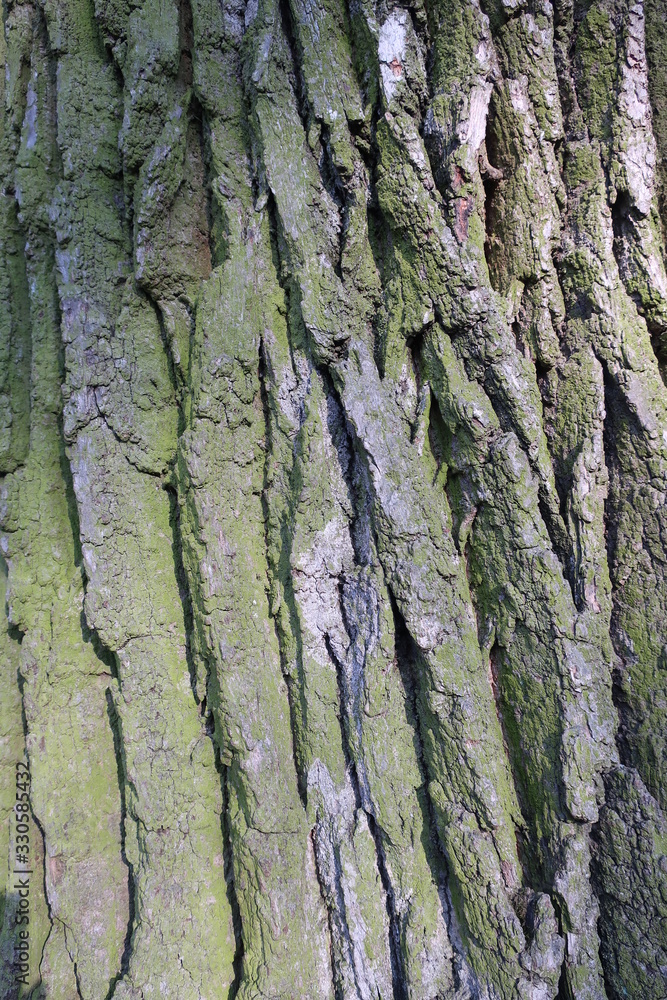 thick bark from a large oak tree thick bark from a large oak tree