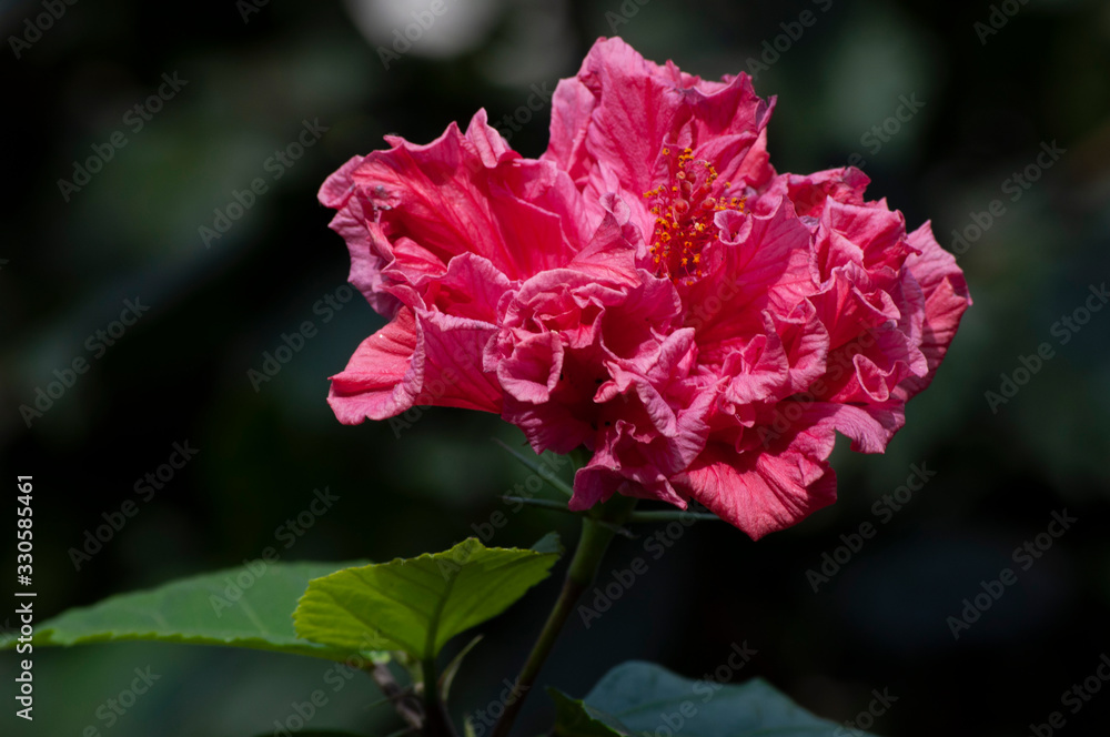 Fototapeta premium red flower in the garden