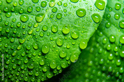 Fotomurale Raindrops, water on a lemon leaf