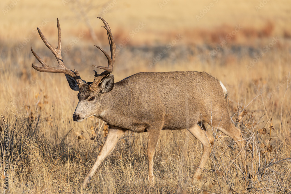 Mule Deer Buck in Colorado During the Rut in Autumn Mule Deer Buck in Colorado During the Rut in Autumn