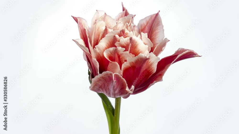 Beutiful pink striped colorful tulip flower blooming on white background. Timelapse. 4K Beutiful pink striped colorful tulip flower blooming on white background. Timelapse. 4K
