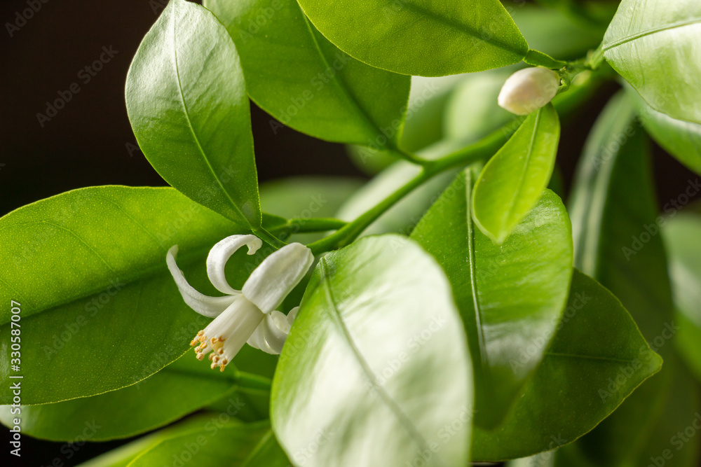 Obraz premium Small white flowers of citrus plant Calamondin, Citrofortunella microcarpa, Citrus madurensis with light green young leaves, close-up with selective focus. Indoor citrus tree growing
