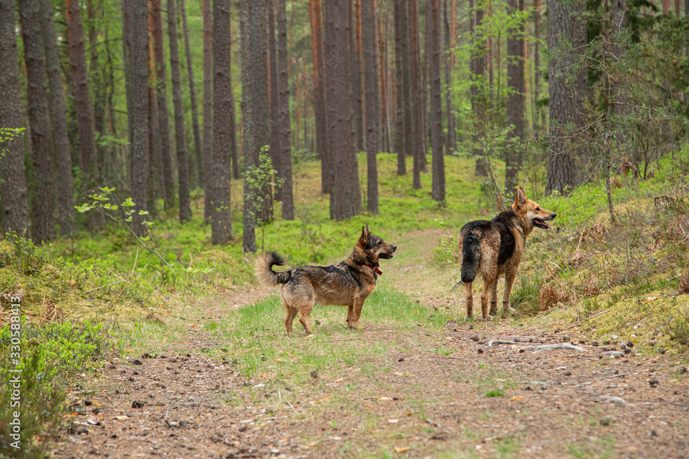 two dogs in a pine forest