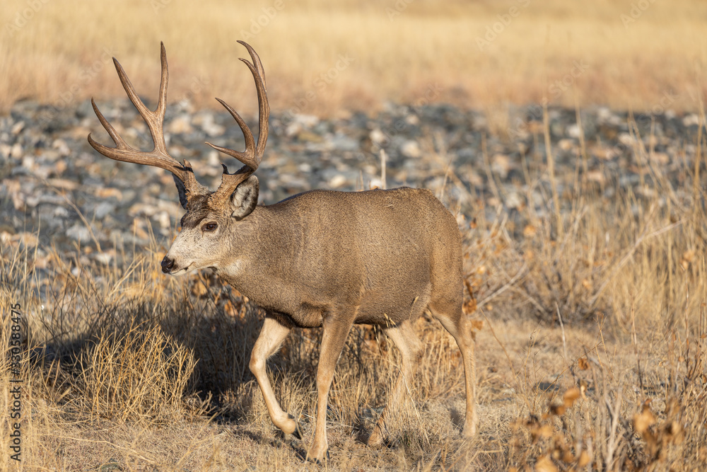 Mule Deer Buck in Colorado During the Rut in Autumn Mule Deer Buck in Colorado During the Rut in Autumn
