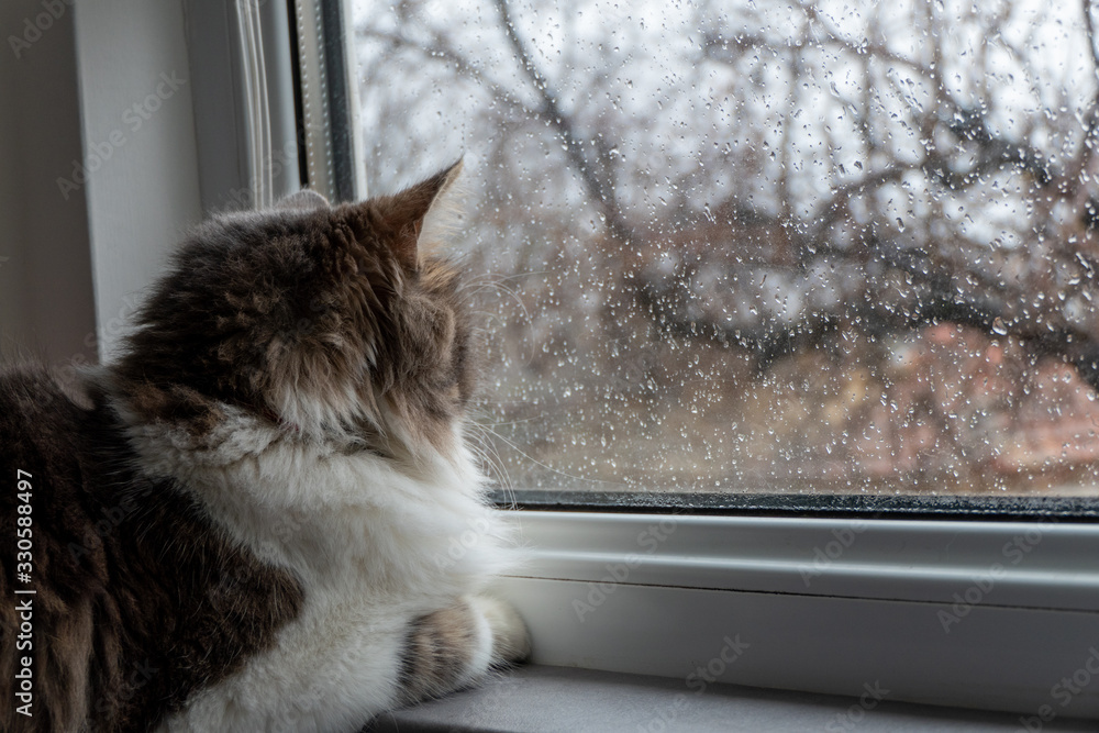 Sweet Fluffy domestic cat watching rain through the window