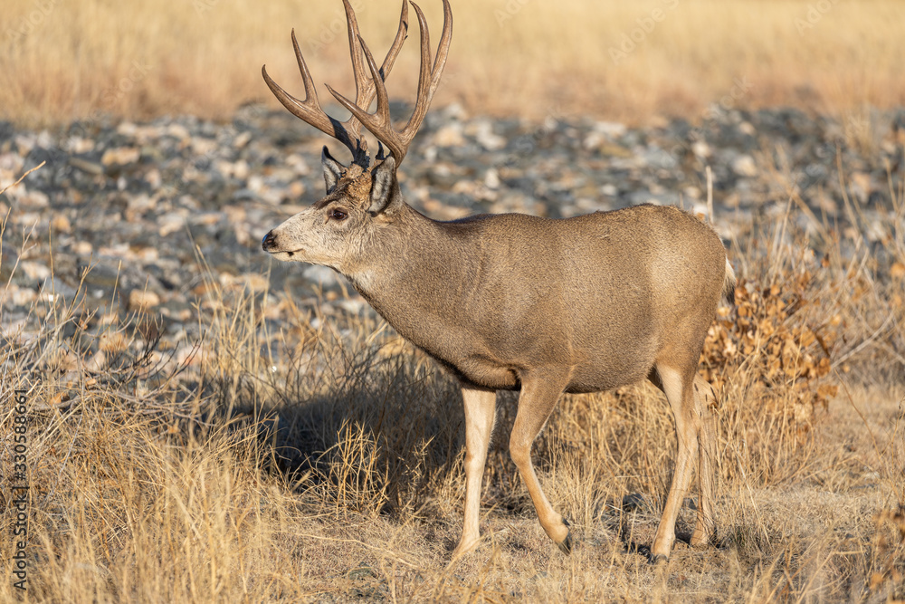 Mule Deer Buck in Colorado During the Rut in Autumn Mule Deer Buck in Colorado During the Rut in Autumn