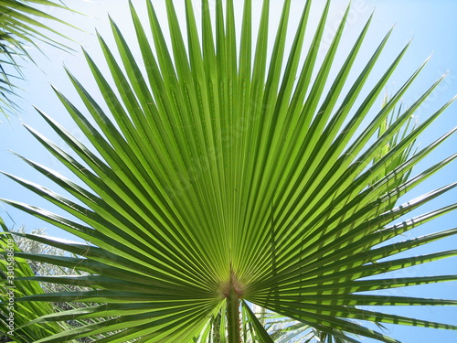 Smooth long palm leaves against the blue sky under the hot sun of the South.