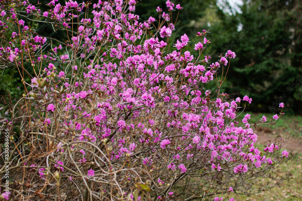 Obraz premium Rhododendron