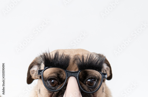 Close up of funny pug dog wearing joke glasses with big eyebrows and big nose © Lori
