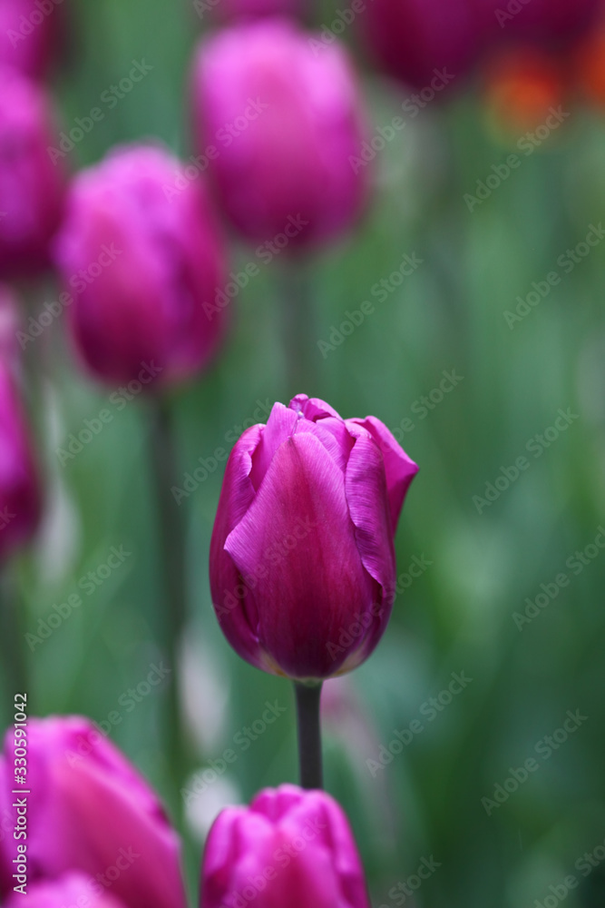 Tulips, beautiful spring flowers Tulips, beautiful spring flowers