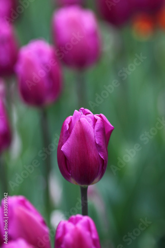 Tulips, beautiful spring flowers
