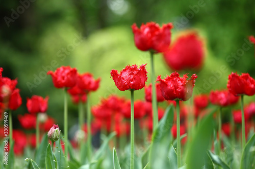 Tulips  beautiful spring flowers