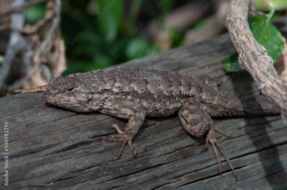 lizard on a log