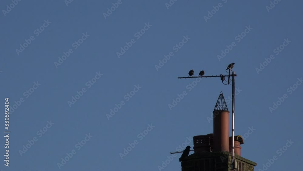 Birds on a chimney with TV aerial terrace housing England UK 4K Birds on a chimney with TV aerial terrace housing England UK 4K