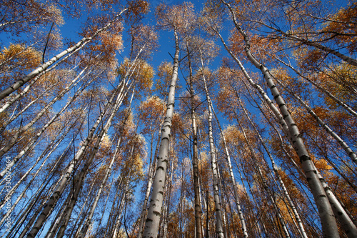Wallpaper Mural colorful autumn trees in forest Torontodigital.ca