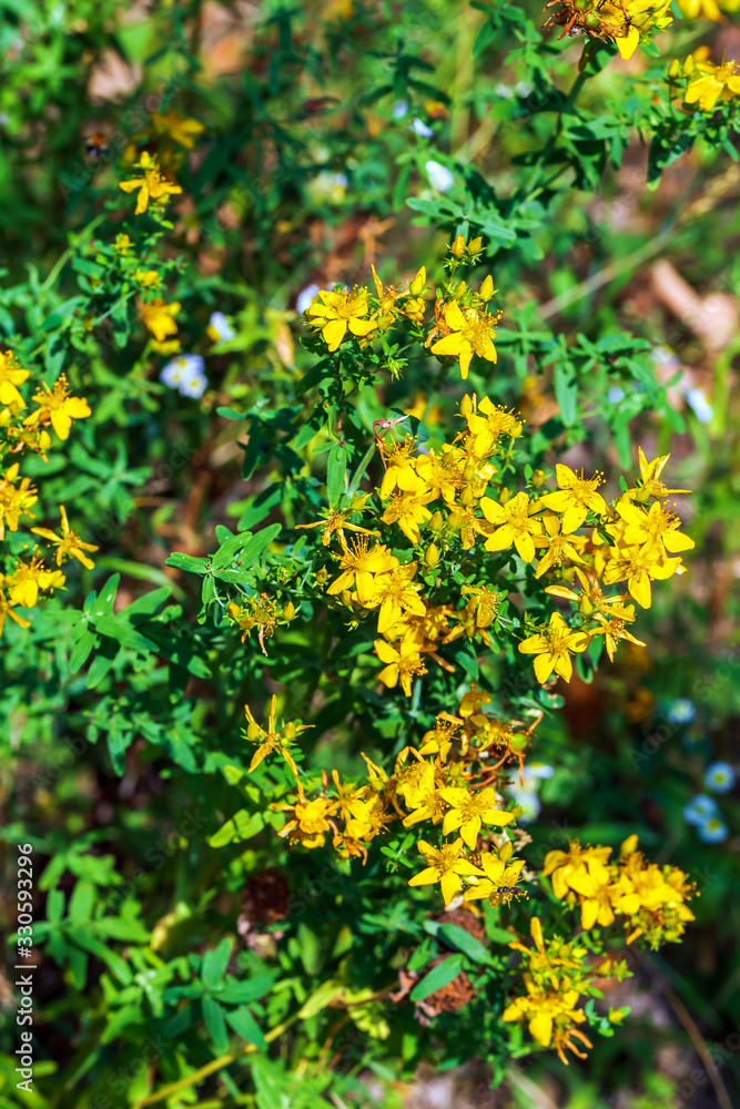 Hypericum perforatum herb Hypericum perforatum herb