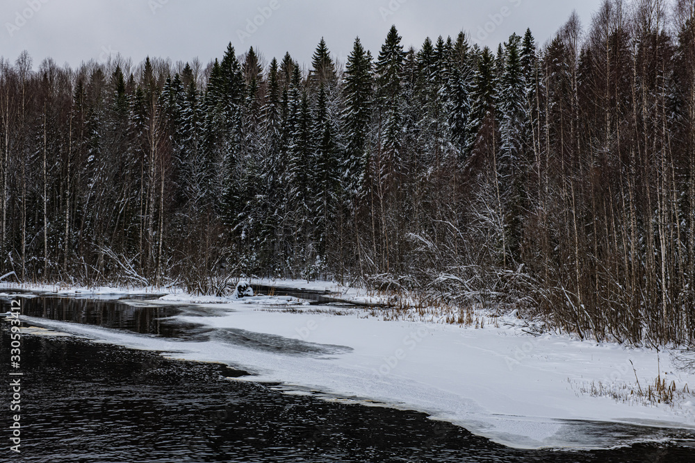 Winter forest Winter forest