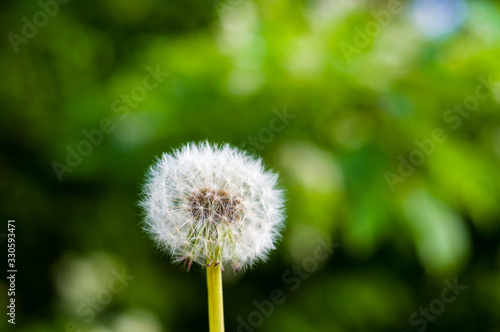 Dandelion seeds in sunlight on spring green background  macro  close-up