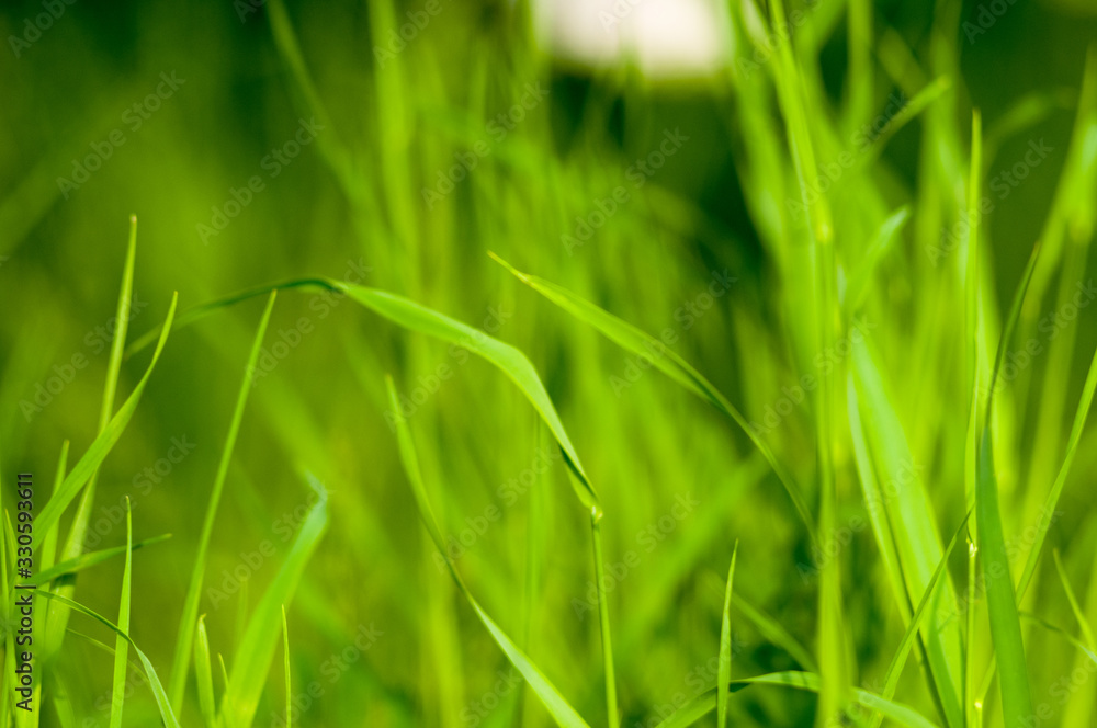 Spring or summer natural abstract background with grass in the garden Spring or summer natural abstract background with grass in the garden