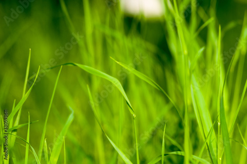 Spring or summer natural abstract background with grass in the garden