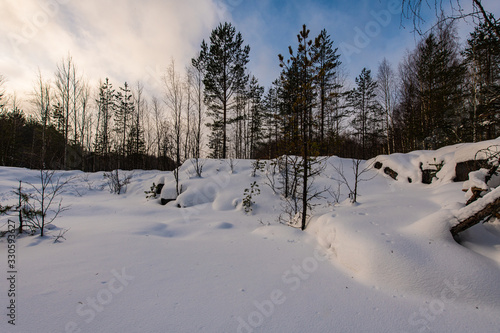 Winter forest © Antonyuk Viktor