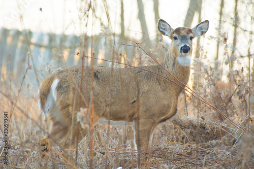 Buck without his antlers
