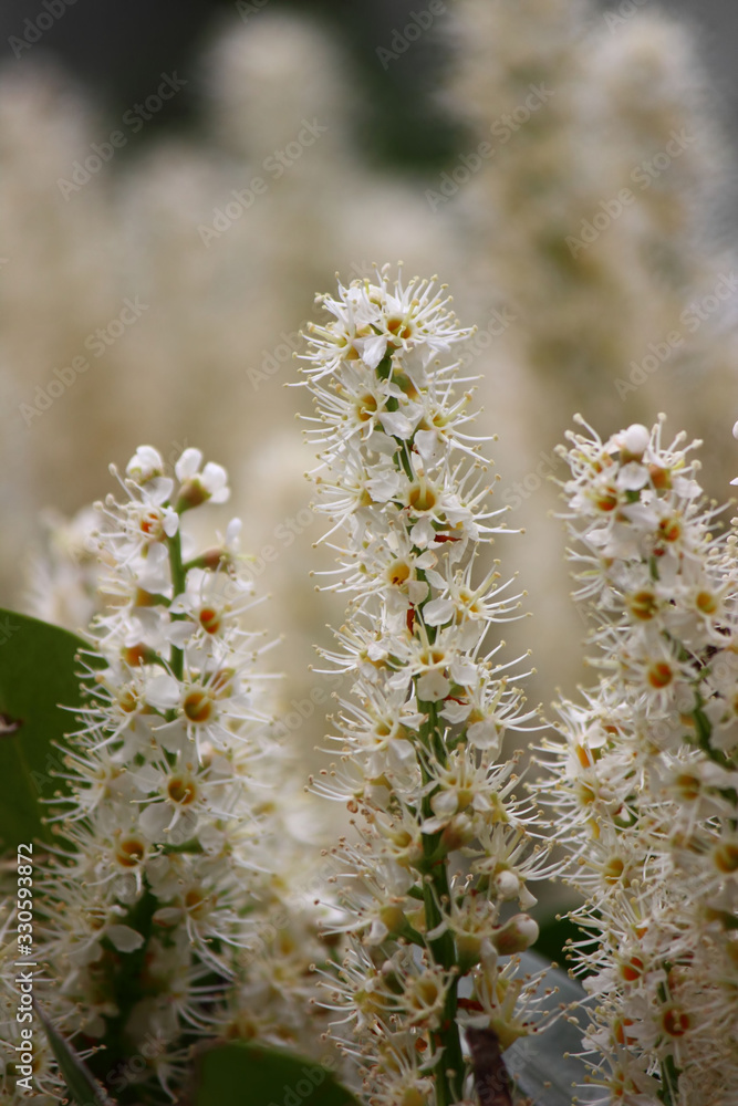 white spring flowers