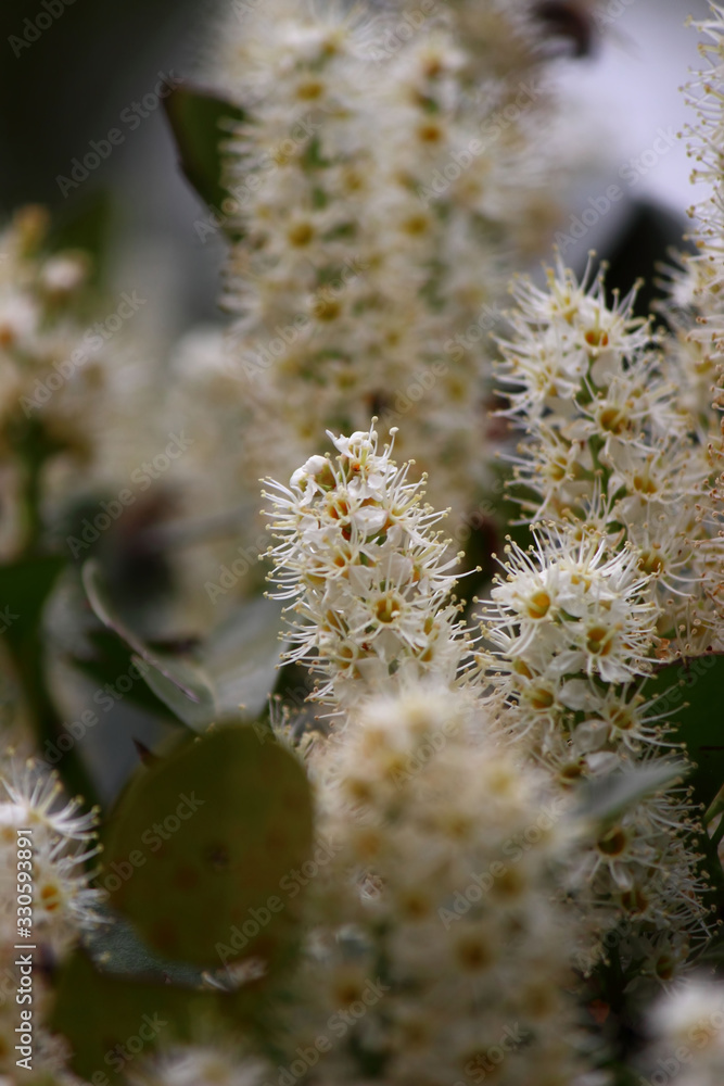 Fototapeta premium white spring flowers