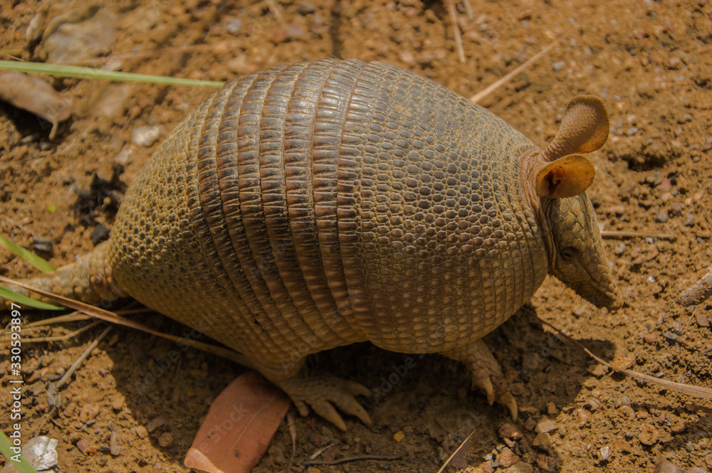 Tatu galinha (Dasypus novemcinctus) fotografado na região do ...