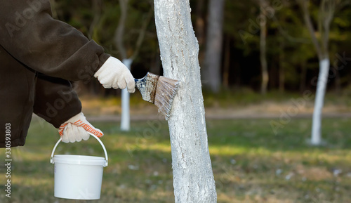 Seasonal garden work. Hands with a brush and a bucket bleaches fruit trees. Protection of the fruit tree from pests.